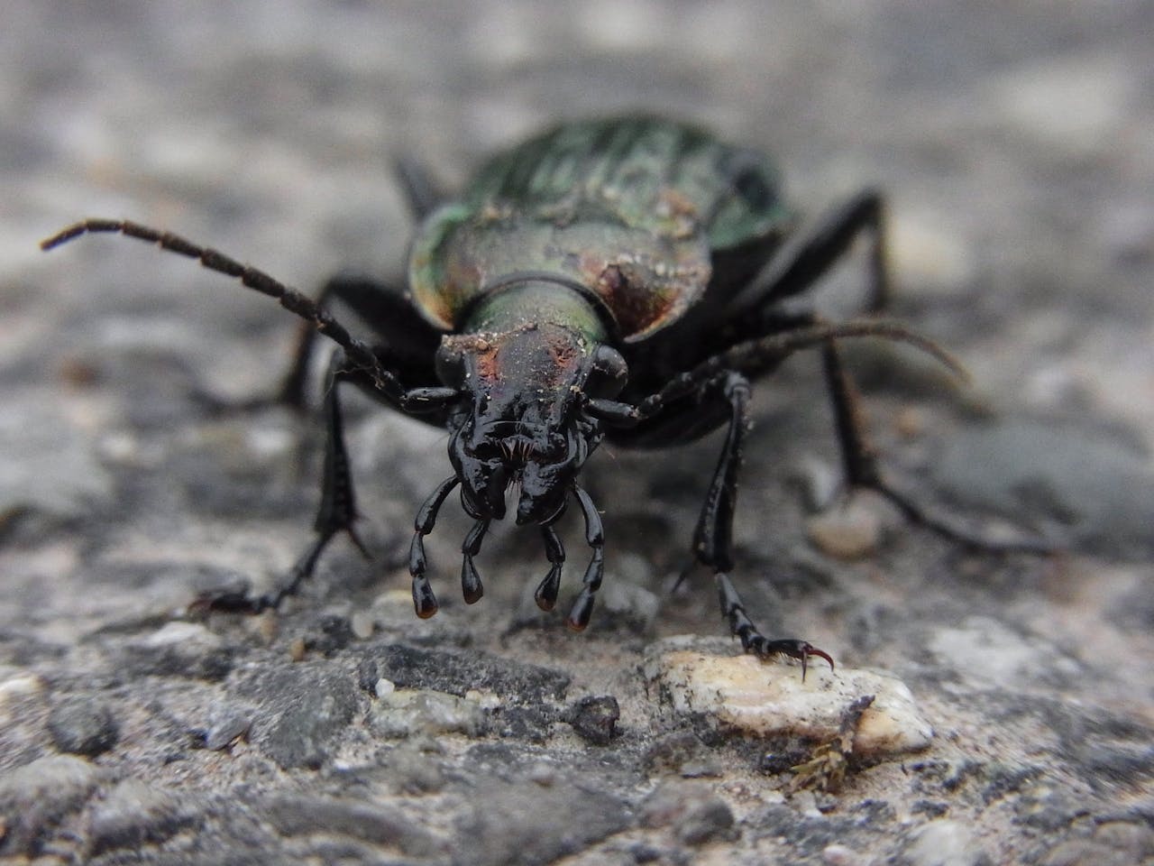 Detailed macro shot of a ground beetle on a textured rock surface.