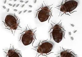 images (3) images (3)