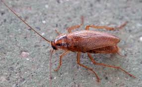 téléchargement (28) téléchargement (28)