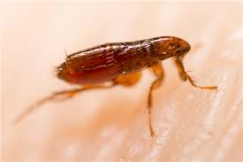 téléchargement (30) téléchargement (30)